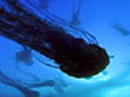 JellyfishInvasion