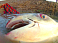 ManSizedCatfish