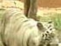 PoachingremainsathreatinRanthambore