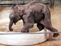 Elephantsfirstbath