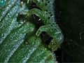 CarnivorousCaterpillars