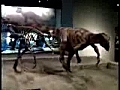 dinosaursatthefieldmuseum