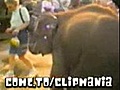 elefanteladrao