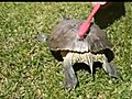 TurtleBreakDance