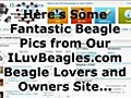 BeagleDogandBeaglePuppyPictures