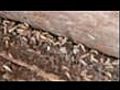 Termitesinstalledansunemaison