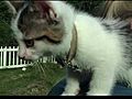 DogslovecatsSamsungGalaxySHDvideosample