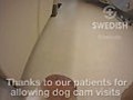 DogCam14SwedishEdmondsTherapyPup