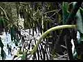 TellingTemperaturewithRhododendronleaves