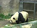 PandaBreeding