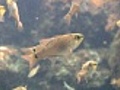 BlackspotCardinalfishFish
