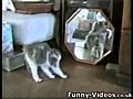 FunnyCats5