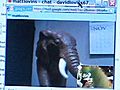 livevideochatwithelephantandwalrus