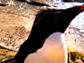 PenguinsComingThisFall