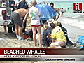 iReportBeachedwhales