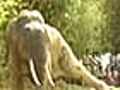 Orissaelephanttranquilised