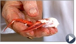 HowtoCrackLobsterClaws