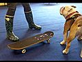 SidtheSkateboardingBulldogLesson1Part3