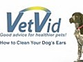 HowtoCleanYourDogsEarsVetVidEpisode003