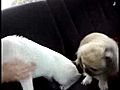 Puppiesfighting