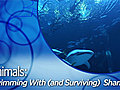 AnimalsSwimmingWithSharks