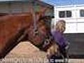 HowToLoadYourHorseIntoaTrailer