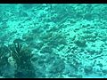 UnderwaterVideoPostProcessing4GroupofParrotFish