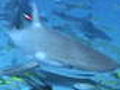 SharkWeekSharkMigration
