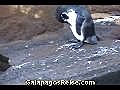 PenguinsTheGalapagosIslandsVideoBlog