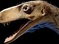 Dinosaurs039DawnRunner039ShedsLightonDinoEvolution