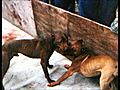 Stopdogfighting
