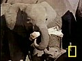 ElephantsMourning