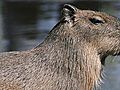 AnimalsofElephantOdysseyCapybara