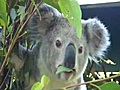 Koalafeeding