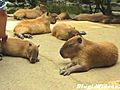 ScratchingCapybaras