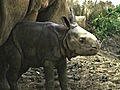 NewbornRhinoceros