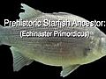 EvolutionoftheStarfishUndeniableFactscom