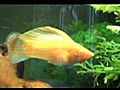 aquariumsetupforsimplefish