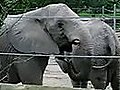 Elephanteatspoop