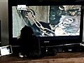TVwatchingcat
