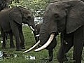 ElephantsandtheIllegalIvoryMarket