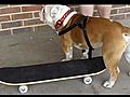 SidtheSkateboardingBulldogLesson2Part2