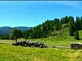ConiferWoodfromtheFiemmeValleyintheItalianAlps