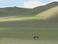 SolitaryHorseGrazingOnMongolianSteppe