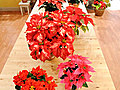 PoinsettiaGlossary