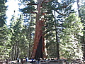 GrizzlyGiantSequoia