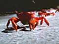 CreepyCrawlyCrabs