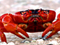 RedCrabMarathon