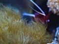 aquariumfish