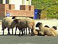 FlockOfSheepSurprisesCityNeighborhood